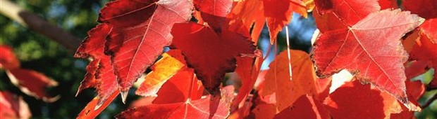 Farby jesene sú aj na stromoch v rovnakej zemepisnej šírke rovnako krásne. Či by boli vyhotovené na Slovensku v Gemeri, 
alebo trebárs v americkom Happy Valley neďaleko Portlandu. Posúďte. Foto: Ján Slovinec, USA