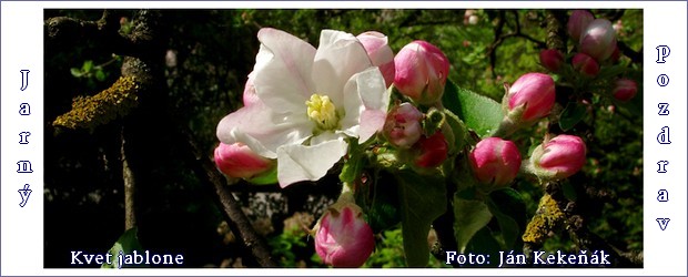 Jarný pozdrav - kvet jablone. Foto: Ján Kekeňák
