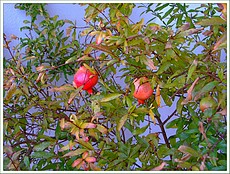 Plody grantovho jablka