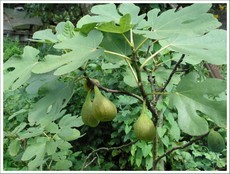Plody figovnka