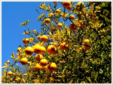 Detail plodov citrnovnka trojlistho - Poncirus trifolita. Fotoarchv R. Pellionisa