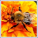 Včela. Foto: Dr. Jozef Sabo
