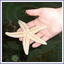 Morská hviezdica na dlani Branka Pástora