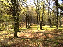 Jarný les